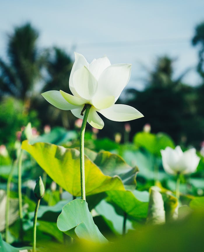 Serene white lotus flower in lush greenery of Quy Nhơn, capturing the beauty of nature.